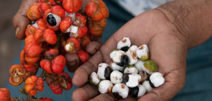 Le Guarana pour maigrir