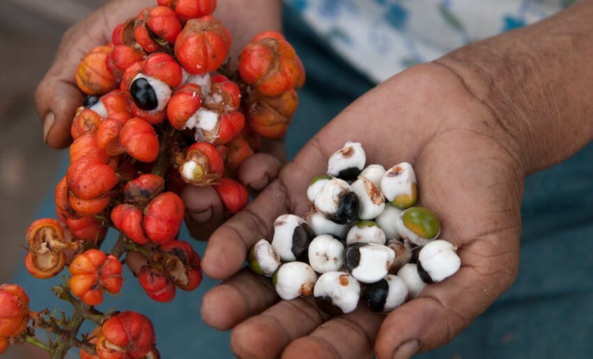 Le Guarana pour maigrir